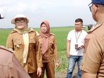 Sejumlah Petani  Terdampak  Banjir Di Kecamatan Palas Harapkan Bantuan Biaya Oprasional Dan Biaya Tanam Kepada Pemkab