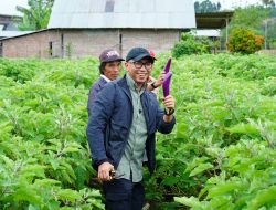 Tinjau Sentra Sayur di Sukau, Gubernur Mirza Instruksikan Proteksi Harga Panen Petani dan Siapkan Hilirisasi di Lampung Barat