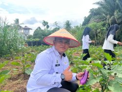 Wujud Pembinaan Berbuah Manis, Lapas Muara Tebo Panen 30 Kg Terong Ungu
