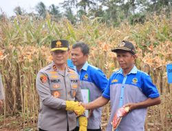 Kapolda Lampung Pimpin Panen Raya Jagung Kuartal IV, Produksi Tembus 86 Ribu Ton