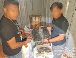 Satgas BKO TNI AL ASDP Bakauheni Lanal Lampung Amankan Ratusan Kulit Ular dan Puluhan Kura-Kura
