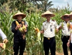 Panen Raya Serentak, lapas Muara Tebo Wujudkan Transformasi Kemandirian Warga Binaan