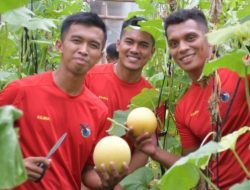 PANEN MELON BATALYON INFANTERI 7 MARINIR DI MARINES 7 RANCH*