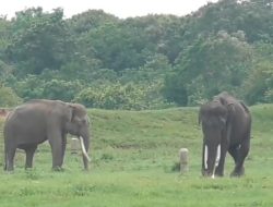 Pagar Way Kambas Dibangun, TNI Turun Tangan Redam Konflik Gajah–Warga