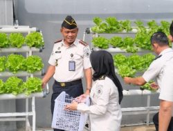 Wujud Ketahanan Pangan, Lapas Narkotika Bandar Lampung Panen Tanaman Hidroponik