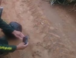 BKSDA  Temu  kan Jejak Harimau,Pekerja Agar Berhati Hati.