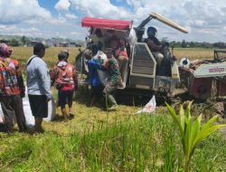 Babinsa Rajabasa Sertu Ripian Bantu Langsung Panen Padi Warga Rajabasa Jaya
