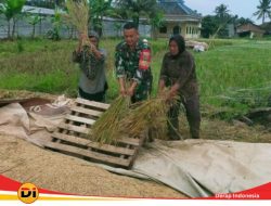 Babinsa Hadir di Panen Raya Bentuk Kemanunggalan TNI dan Rakyat