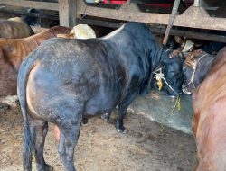 Bupati Lampura Kurban 9 Ekor Sapi