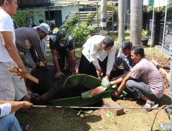 Kolonel Arm Roni Hermawan Ikut Awasi Pemotongan Hewan Kurban