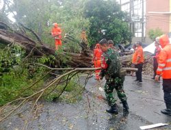 Cuaca Ekstrem Terjang Pahoman, Beringin Raksasa Tumbang, Jalur Utama Lumpuh Total