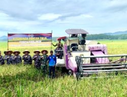 Dukung Ketahanan Pangan Nasional ,Lanal Lampung Gelar Panen Raya Padi