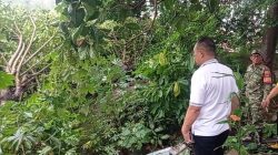 Pohon Tumbang Akibat Hujan Deras, Timpah Rumah Seorang Warga Perwata