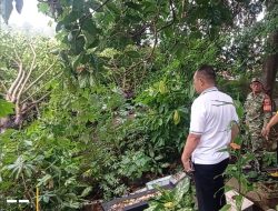 Pohon Tumbang Akibat Hujan Deras, Timpah Rumah Seorang Warga Perwata