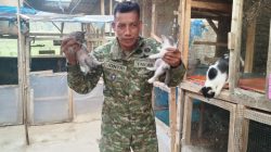 Sisi Humanis Prajurit TNI : Dedikasi Sertu Jontri Rawat Ratusan Kucing Terlantar