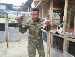 Sisi Humanis Prajurit TNI : Dedikasi Sertu Jontri Rawat Ratusan Kucing Terlantar
