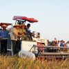 Gunakan Combine Harvester, Pangdam XXI/RI Panen Raya di Lampung Tengah