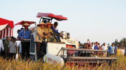 Gunakan Combine Harvester, Pangdam XXI/RI Panen Raya di Lampung Tengah