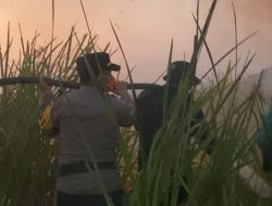 LAMPUNG: Karhutla TN Way Kambas Berhasil Dipadamkan, 200 Personel Gabungan Lakukan Pembasahan