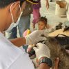 Karantina Lampung dan PDHI Gelar Vaksinasi Rabies Jemput Bola di Desa Legundi